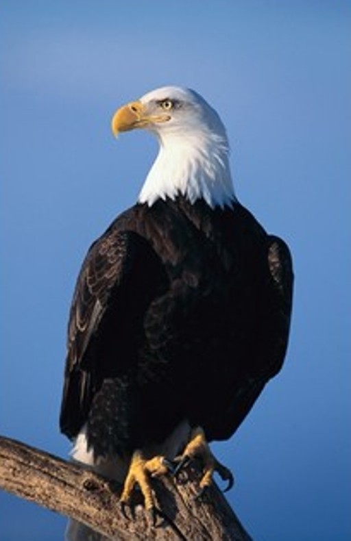 EAGLE1